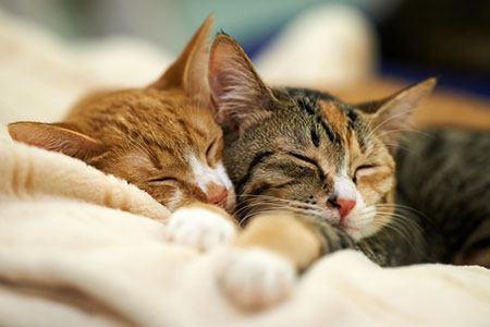 试论智永在书法教育方面的意义-书法品品