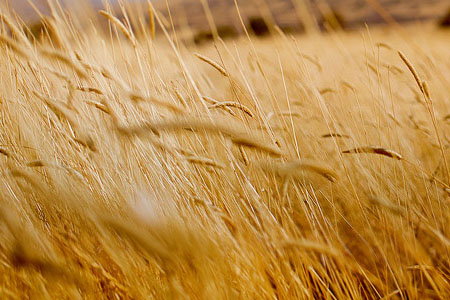 硬笔临钟繇《力命表》-书法品品